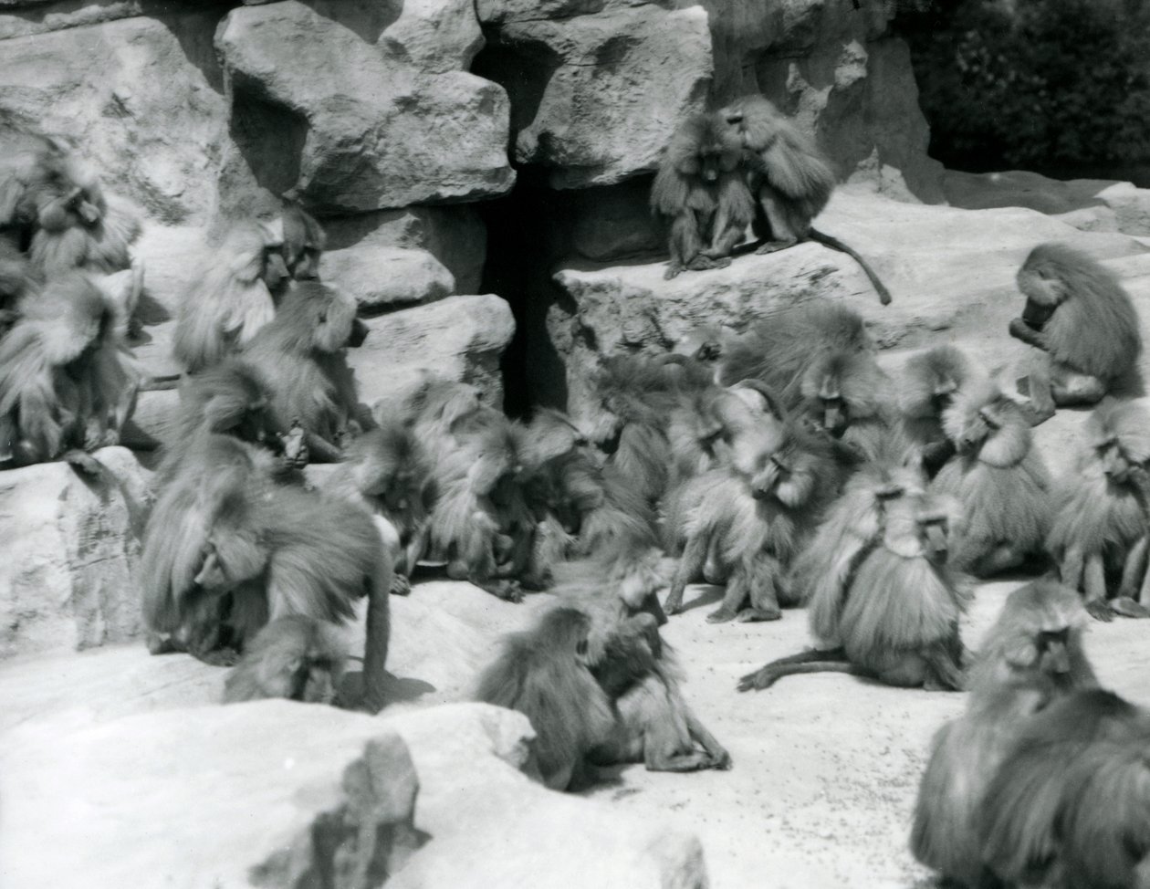 Eine Gruppe oder Truppe von heiligen Pavianen sitzt auf Felsen in ihrem Gehege, London Zoo, Juli 1925 von Frederick William Bond