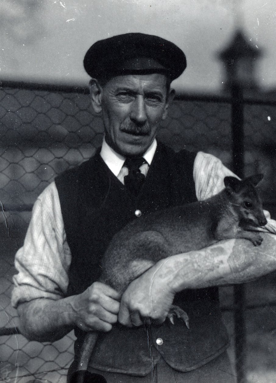 Ein Wärter hält ein Wallaby, Oktober 1920 von Frederick William Bond