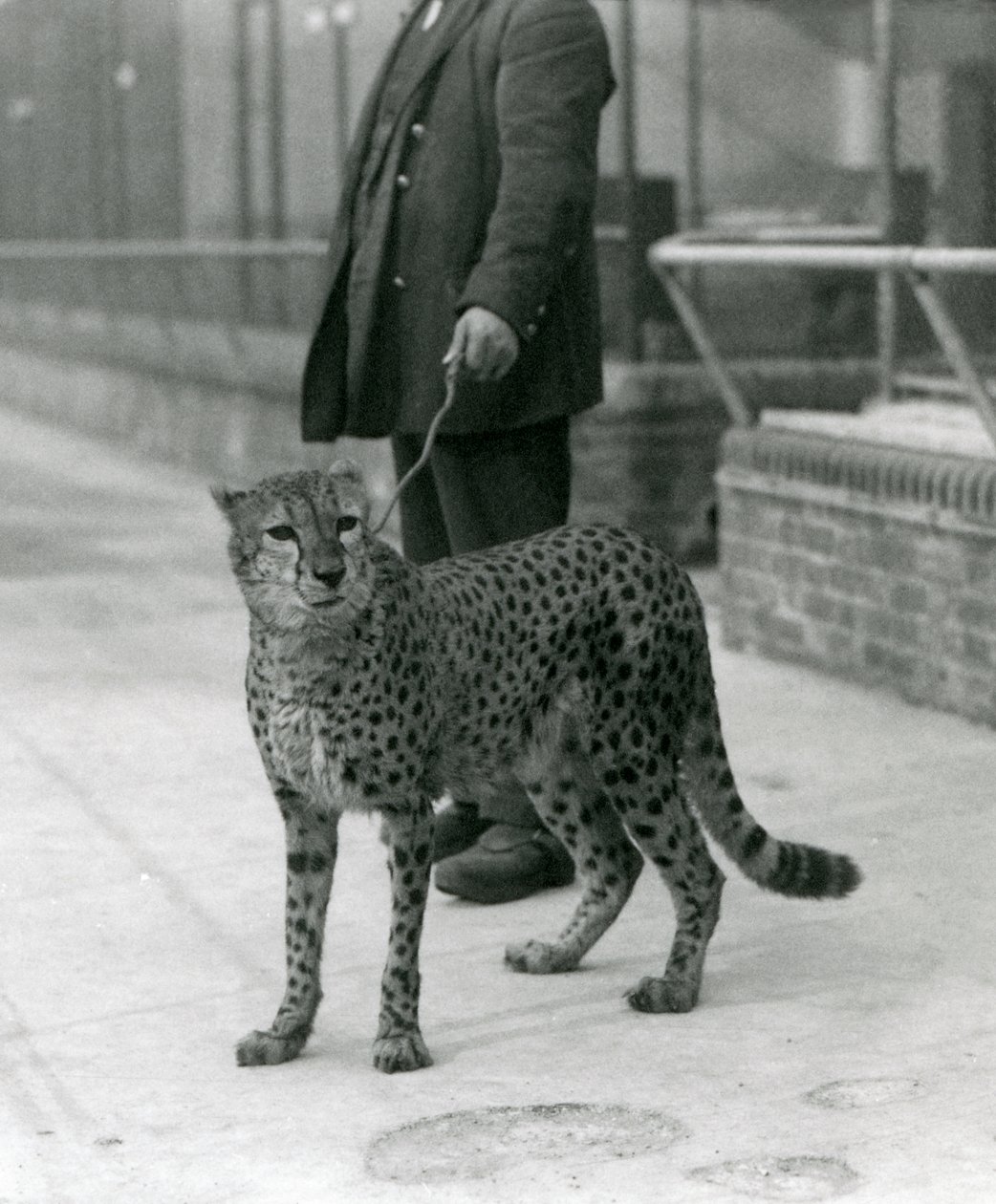 Ein Wärter mit einem Geparden an der Leine, Londoner Zoo von Frederick William Bond