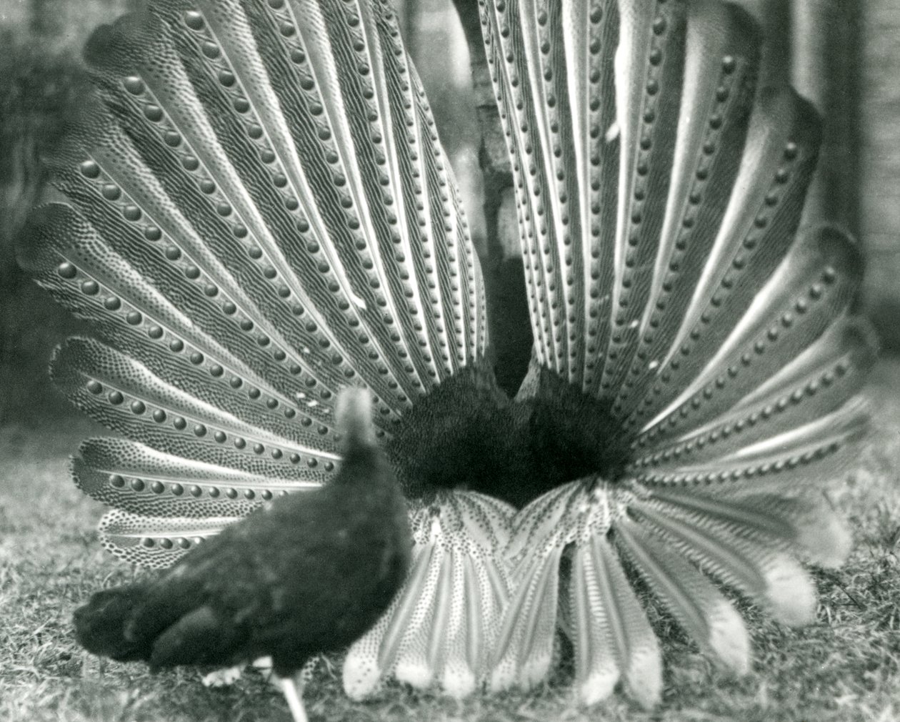 Ein männlicher Argusfasan, Balzdisplay, mit einem Weibchen neben ihm, London Zoo, Januar 1926 von Frederick William Bond