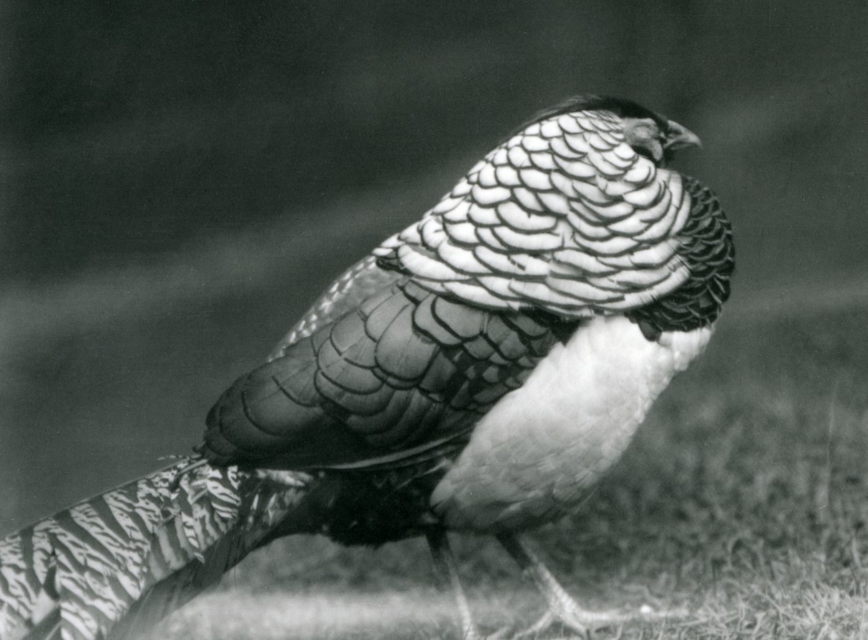 Ein männlicher Amherstfasan steht auf dem Gras, London Zoo von Frederick William Bond