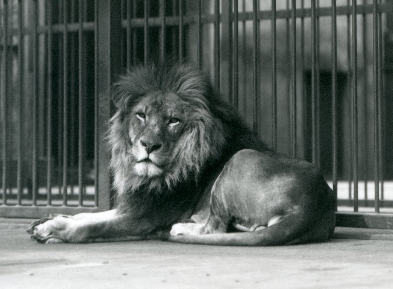 Ein männlicher Löwe liegt an den Gittern seines Geheges, Londoner Zoo, September 1927 von Frederick William Bond