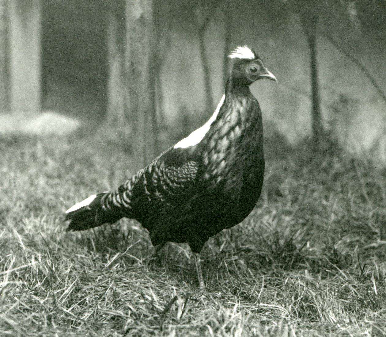 Ein männlicher Swinhoe-Fasan im Londoner Zoo, September 1923 von Frederick William Bond