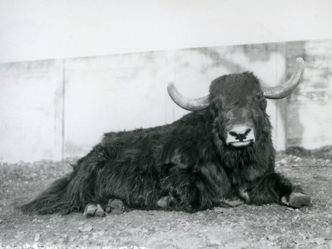 Ein männlicher Yak, der in seinem Gehege im Londoner Zoo 1928 liegt von Frederick William Bond