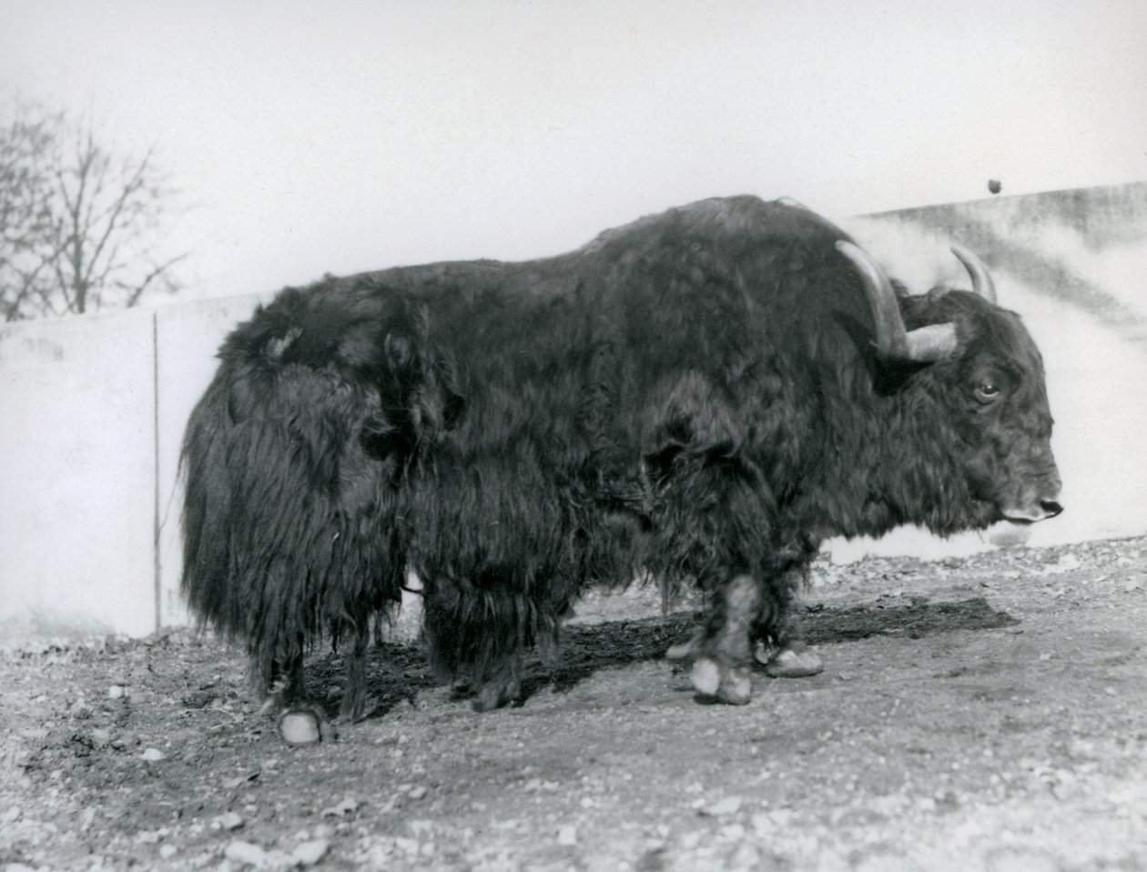 Ein männlicher Yak, der in seinem Gehege im Londoner Zoo 1928 steht von Frederick William Bond