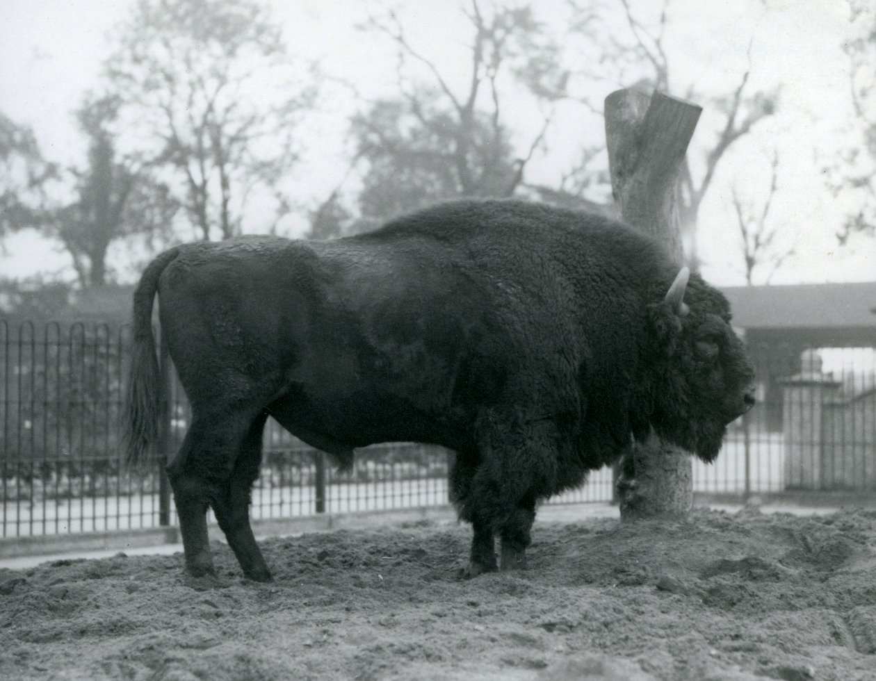 Ein männlicher Europäischer Bison steht auf dem Gras in seinem Gehege. Londoner Zoo, Oktober 1927. Die gefährdeten Europäischen Bisons sind auch als Wisent oder Europäischer Waldbison bekannt. von Frederick William Bond