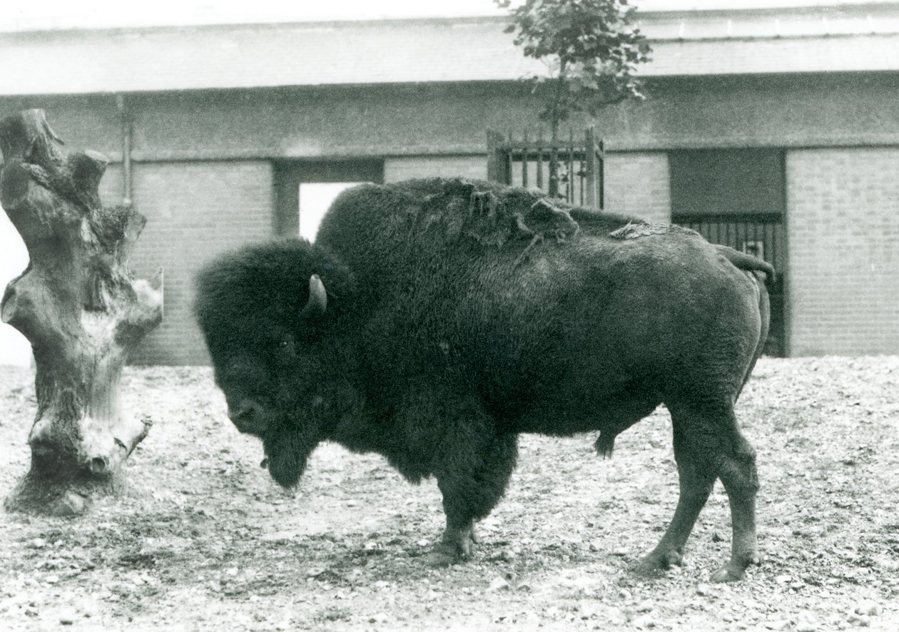 Ein gefährdeter Amerikanischer Bisonbulle, stehend in seinem Gehege, Londoner Zoo, 1927 von Frederick William Bond