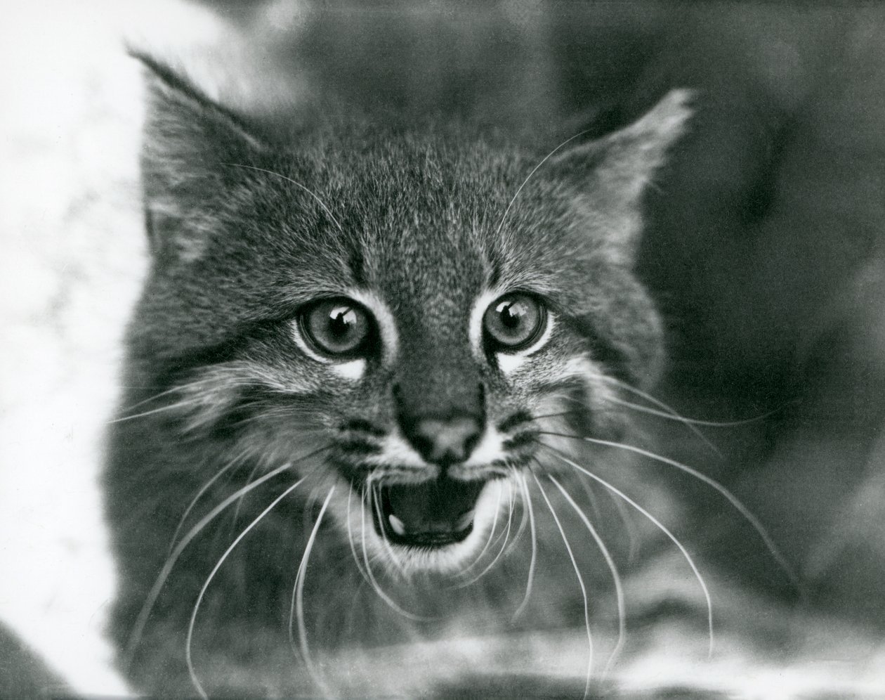 Eine fast bedrohte Pampaskatze/Pantanal-Katze/Colocolo im Londoner Zoo 1929 von Frederick William Bond
