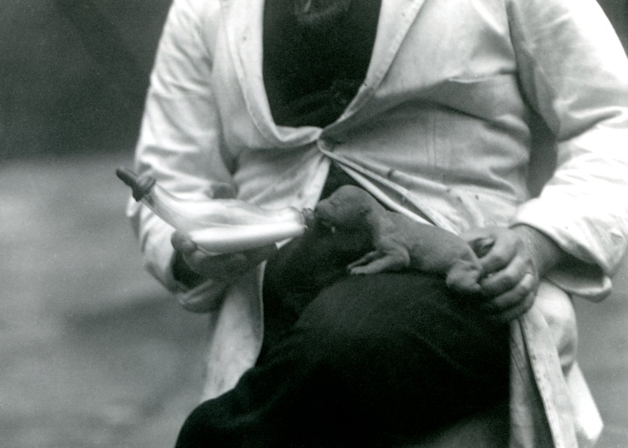 Ein neugeborenes Löwenjunges wird von seinem Wärter mit der Flasche gefüttert, Londoner Zoo, 1923 von Frederick William Bond