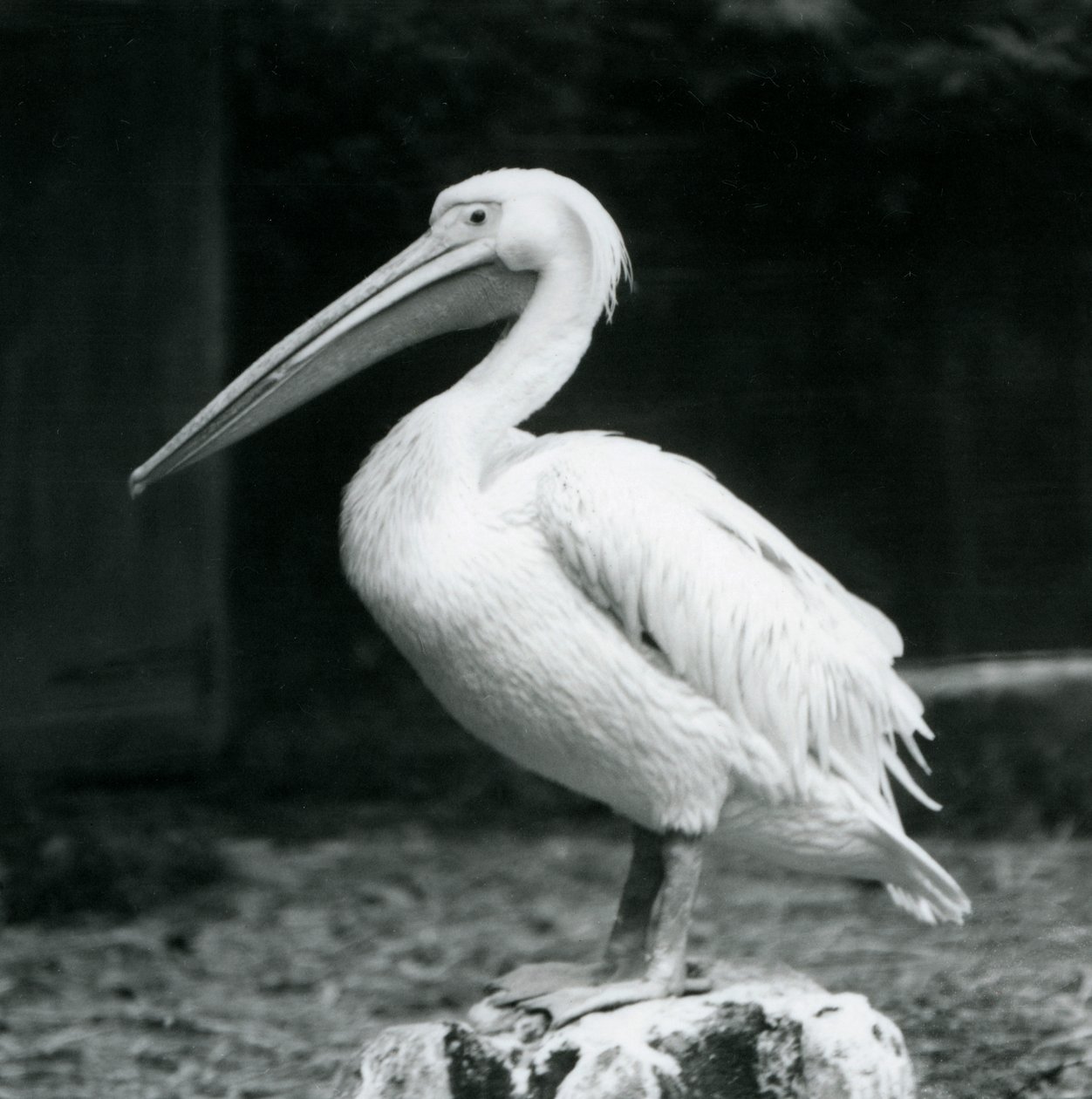 Ein Pelikan auf einem Baumstumpf im Londoner Zoo im September 1925 von Frederick William Bond