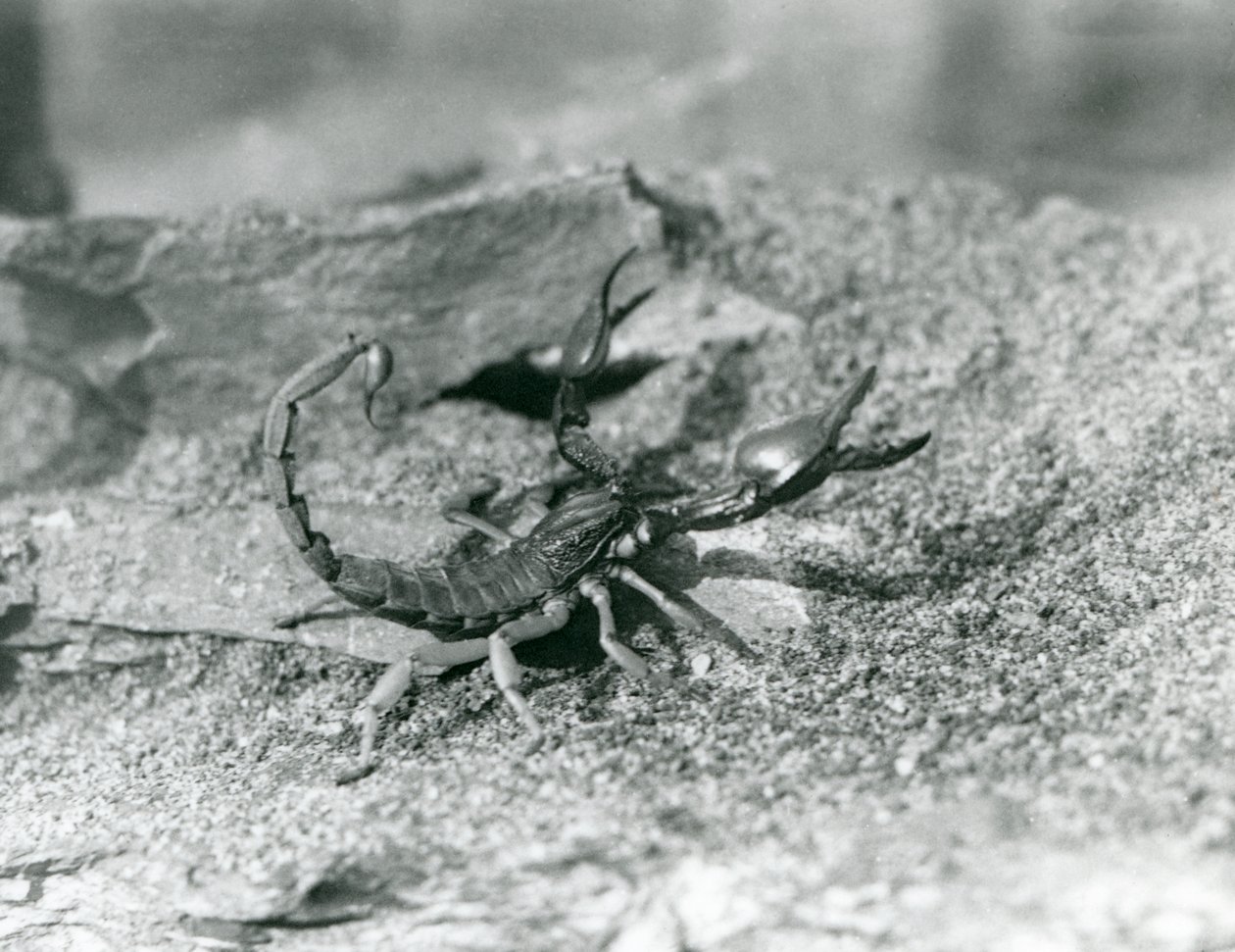 Ein Skorpion im Londoner Zoo, 1929 (s/w Foto) von Frederick William Bond