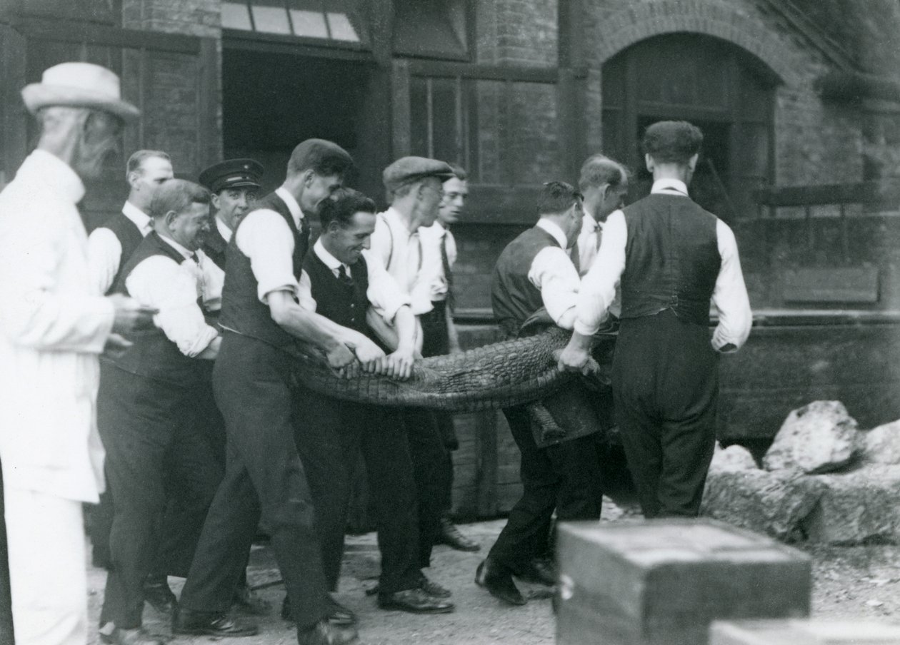 Ein Team von Männern trägt einen Alligator, überwacht von Sir Peter Chalmers Mitchell, Londoner Zoo, 1924 von Frederick William Bond
