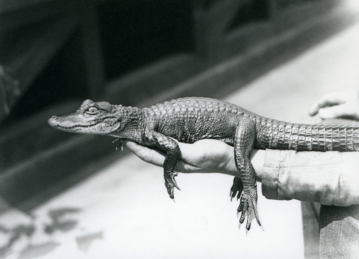 Ein junger Alligator in der Hand seines Pflegers, London Zoo von Frederick William Bond