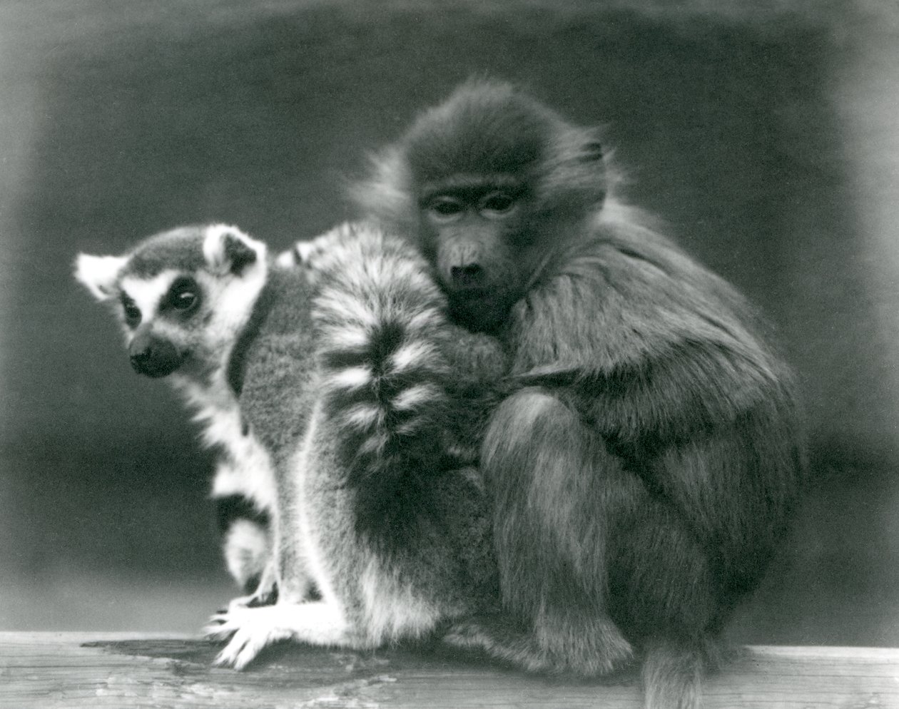 Ein junger Pavian kuschelt sich an einen Katta auf einem Balken, London Zoo, 1925 von Frederick William Bond