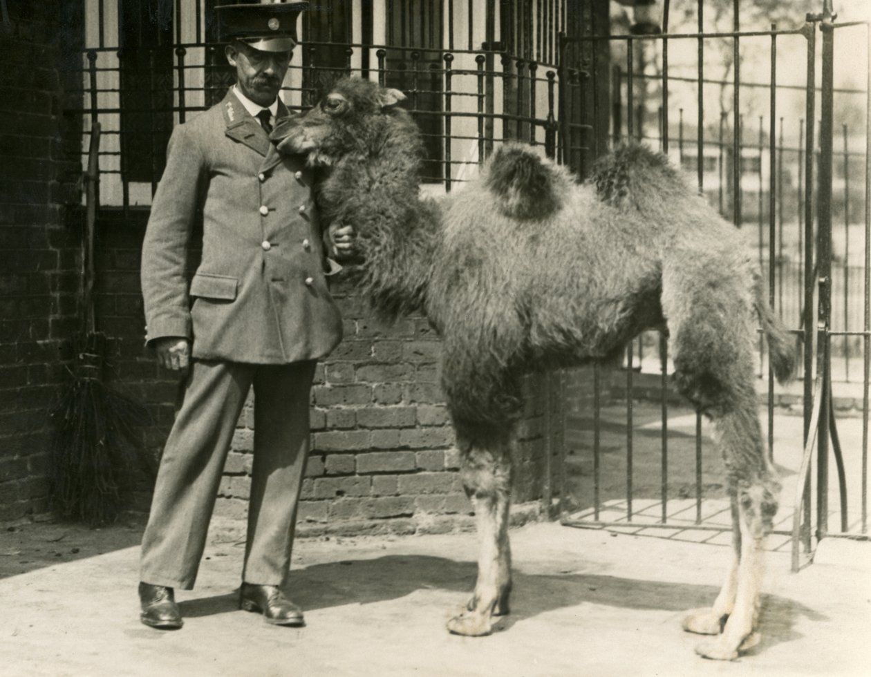 Ein junger Baktrischer Kamel, das in der Menagerie geboren wurde, mit seinem Pfleger, London Zoo von Frederick William Bond