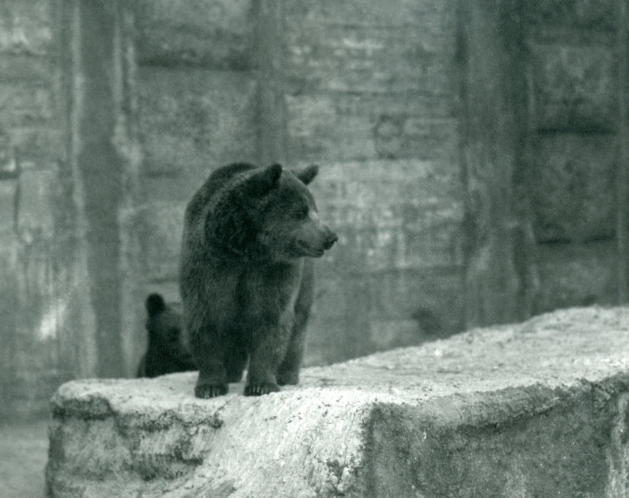 Ein junger Braunbär im Londoner Zoo, Juni 1914 von Frederick William Bond