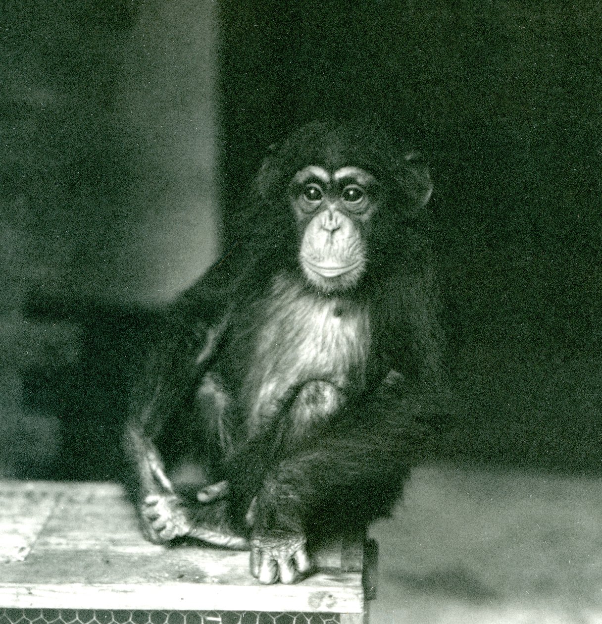 Ein junger Schimpanse sitzt auf einer Holzkiste im Londoner Zoo, 1924 von Frederick William Bond