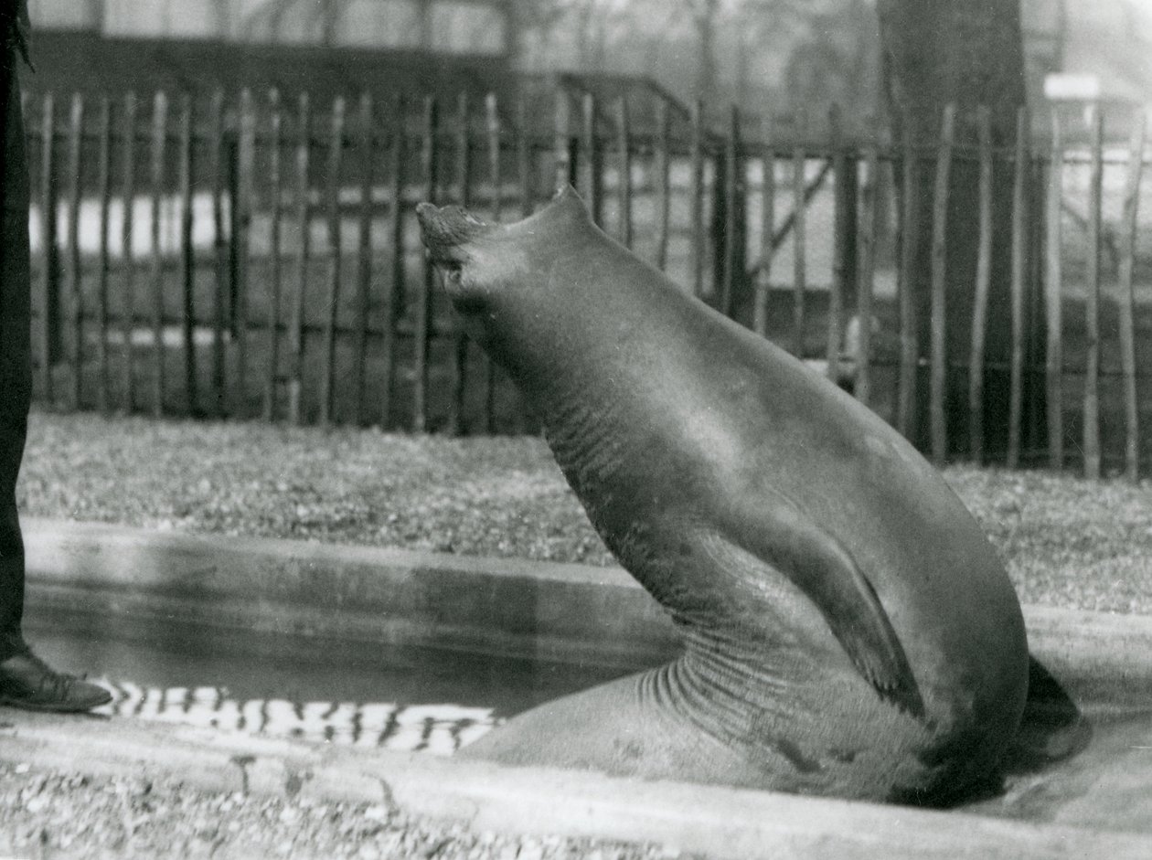 Ein junger Elefantenrobbe, der sich rückwärts streckt, London Zoo von Frederick William Bond