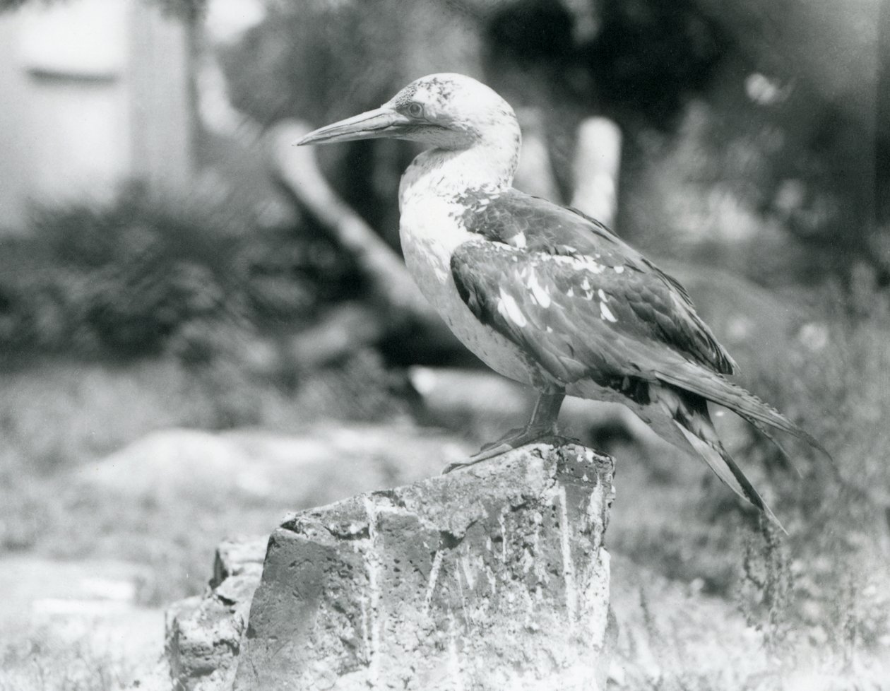 Ein junger Basstölpel auf einem Baumstumpf im Londoner Zoo, 1929 (s/w Foto) von Frederick William Bond