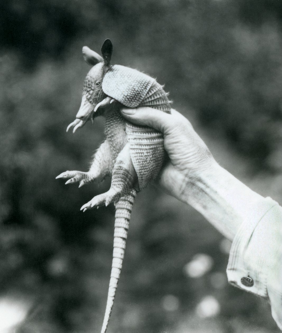 Ein junger Neunbinden-Gürteltier, gehalten in der Hand eines Pflegers, Londoner Zoo, August 1926 von Frederick William Bond