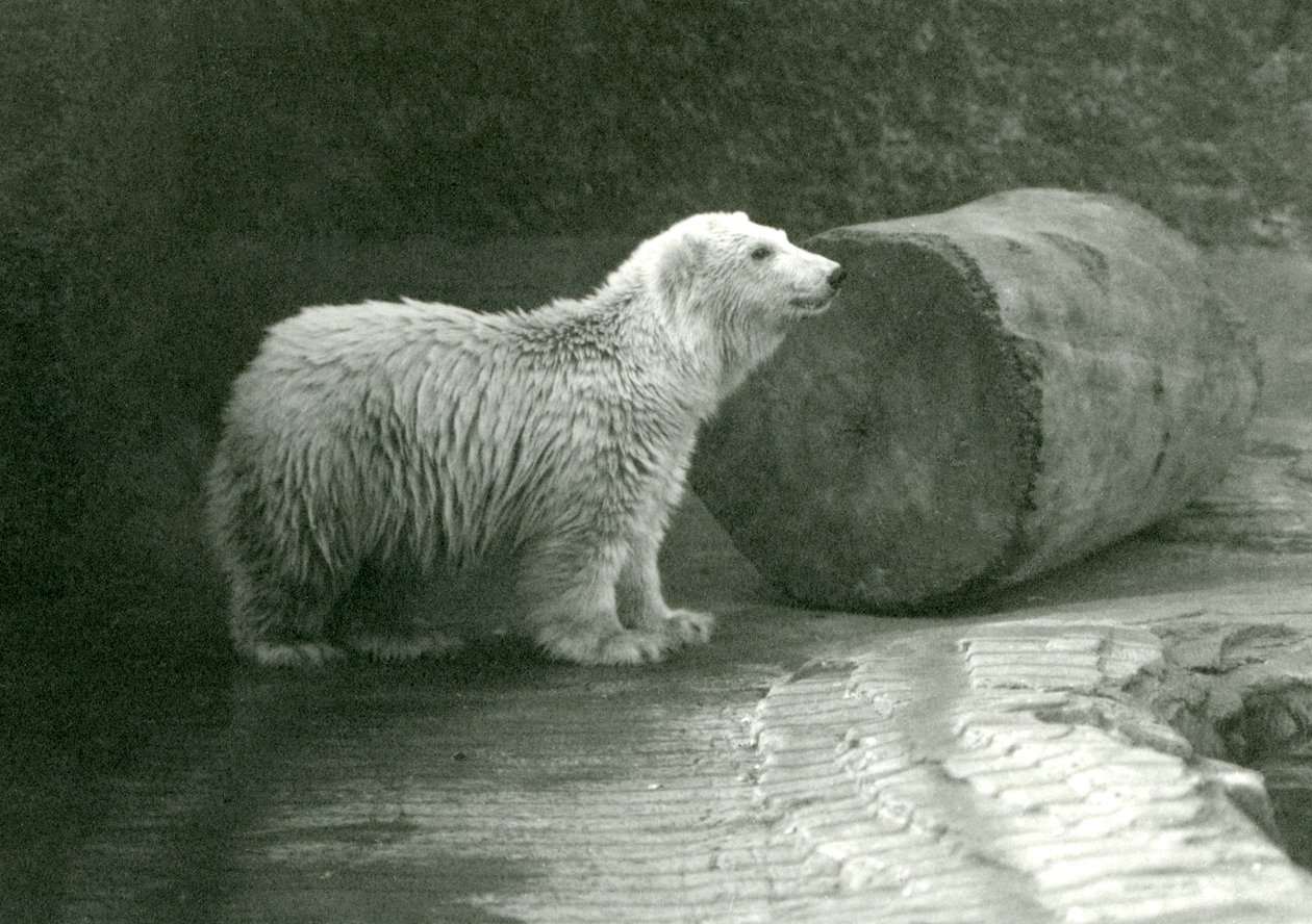 Ein junger Eisbär im London Zoo, November 1924 von Frederick William Bond
