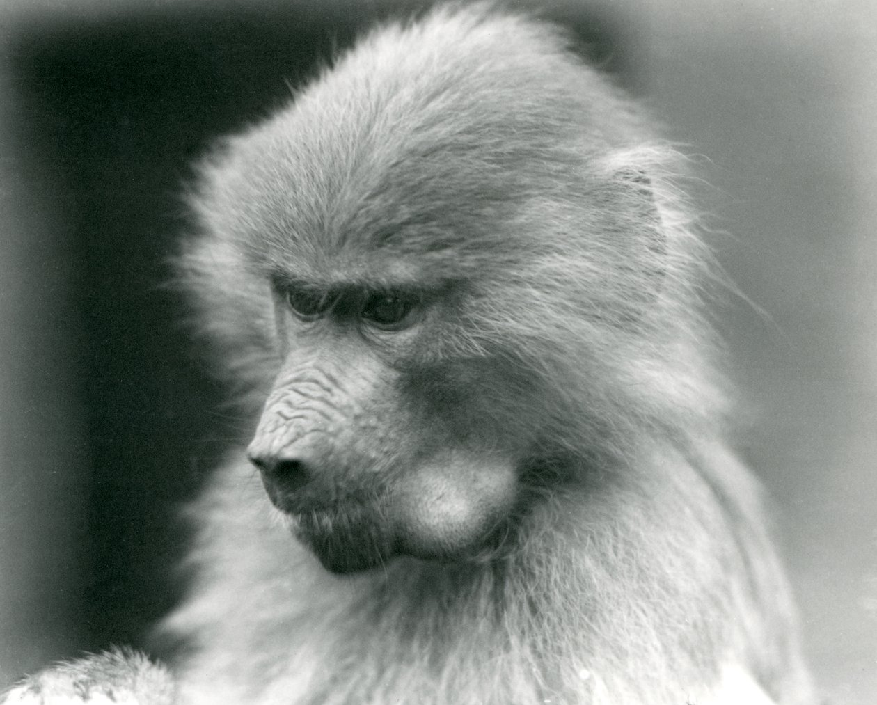 Ein junger heiliger Pavian mit vollen Backentaschen, London Zoo, 1925 von Frederick William Bond
