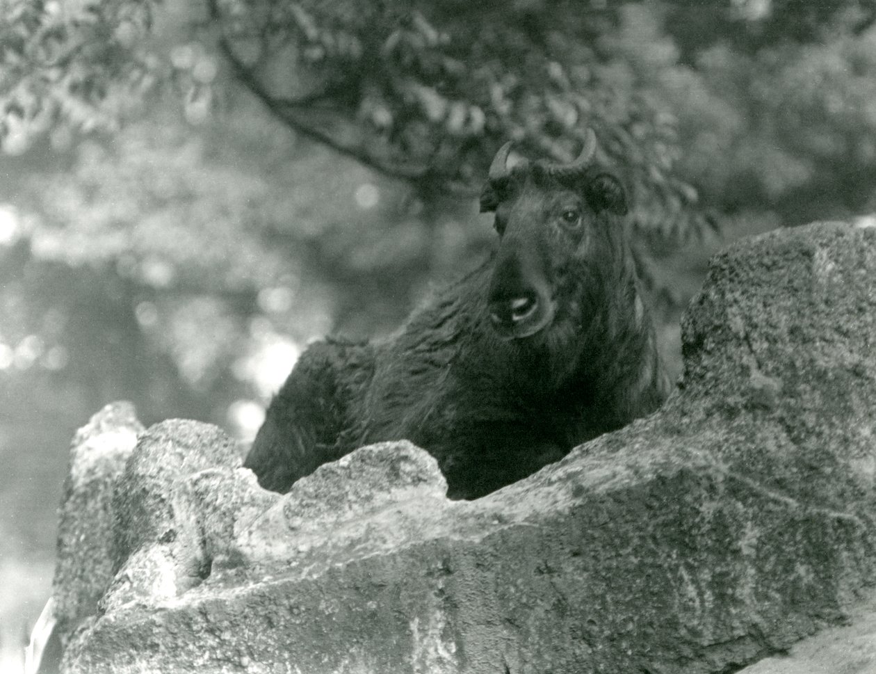 Ein junger Takin, auch bekannt als Rindergämse oder Gnu-Ziege, ruht auf einem Felsen, Londoner Zoo, Juni 1924 von Frederick William Bond