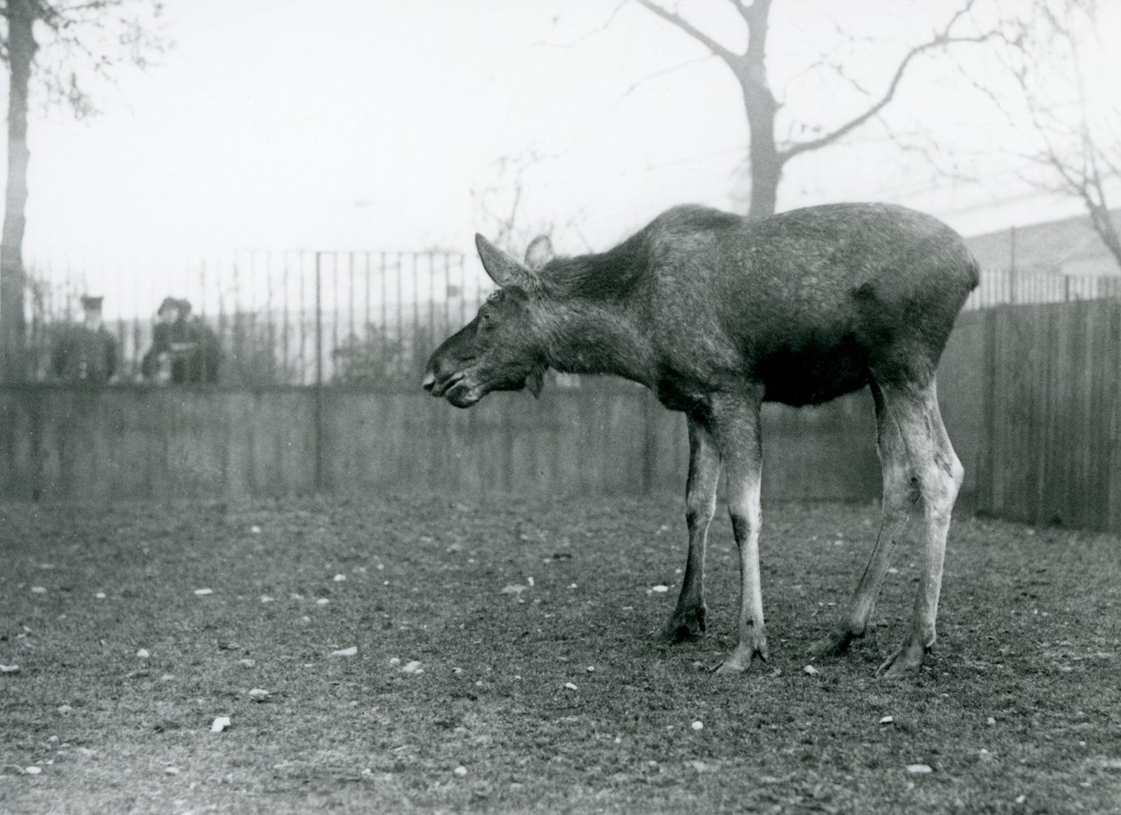 Ein junger Elch/Bullelch mit Wunden von kürzlich abgeworfenen Geweihen, steht in seinem Gehege im London Zoo (s/w Foto) von Frederick William Bond