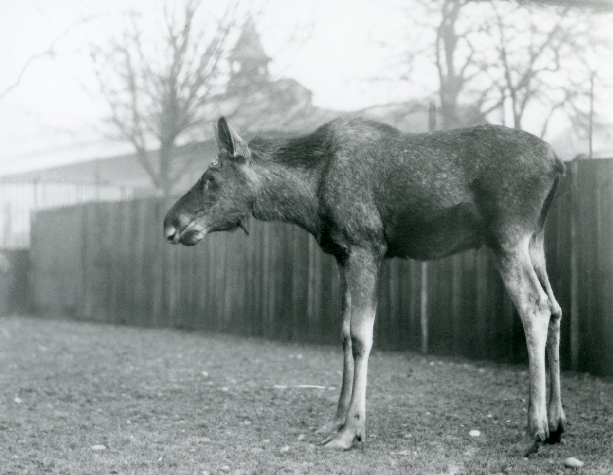 Ein junger Elchbulle mit Wunden von kürzlich abgeworfenen Geweihen steht in seinem Gehege im Londoner Zoo von Frederick William Bond