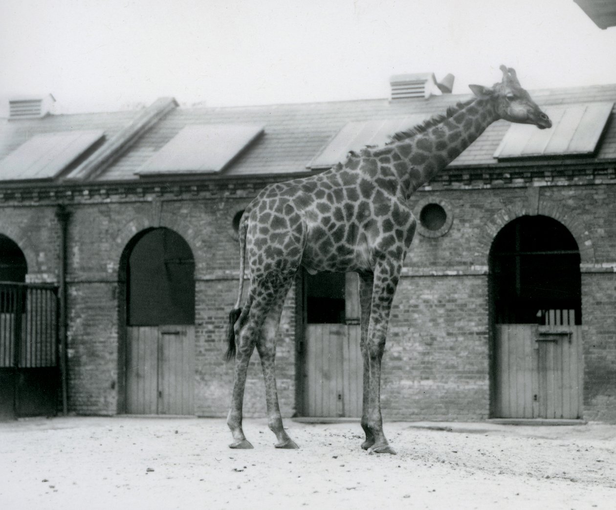Ein junger männlicher Giraffe steht in seinem Gehege vor dem Giraffenhaus, London Zoo von Frederick William Bond