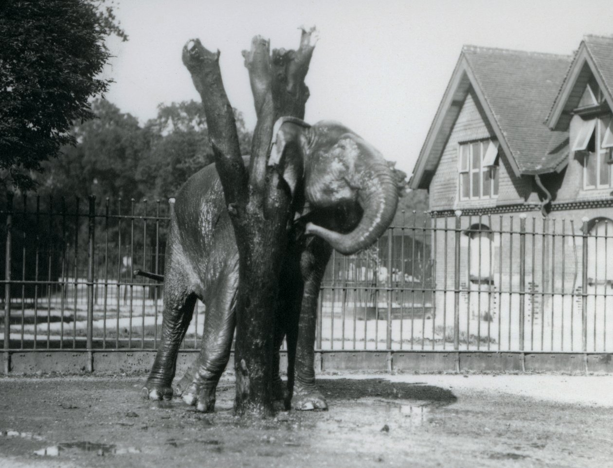 Ein asiatischer Elefant, der sich hinter dem Ohr am Kratzpfosten kratzt, in seinem Gehege, Londoner Zoo von Frederick William Bond