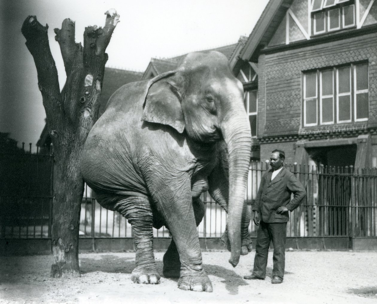 Ein asiatischer Elefant, der sich an einem toten Baum kratzt, während er auf drei Beinen balanciert, mit seinem Trainer Syed Ali, der zusieht, Londoner Zoo von Frederick William Bond