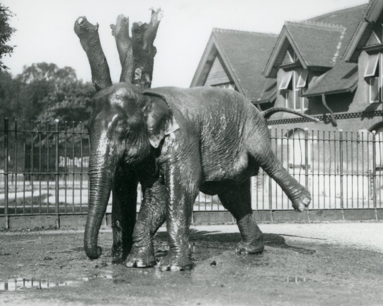 Ein asiatischer Elefant, der sich an einem toten Baum kratzt und auf drei Beinen balanciert, Londoner Zoo von Frederick William Bond