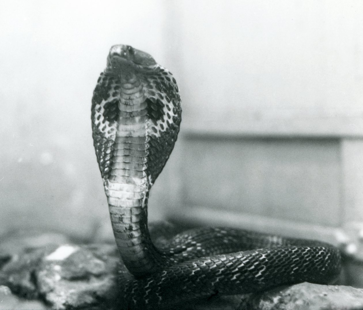 Eine indische Brillenschlange mit erhobenem Kopf und gespreizter Haube, London Zoo, Oktober 1925 von Frederick William Bond