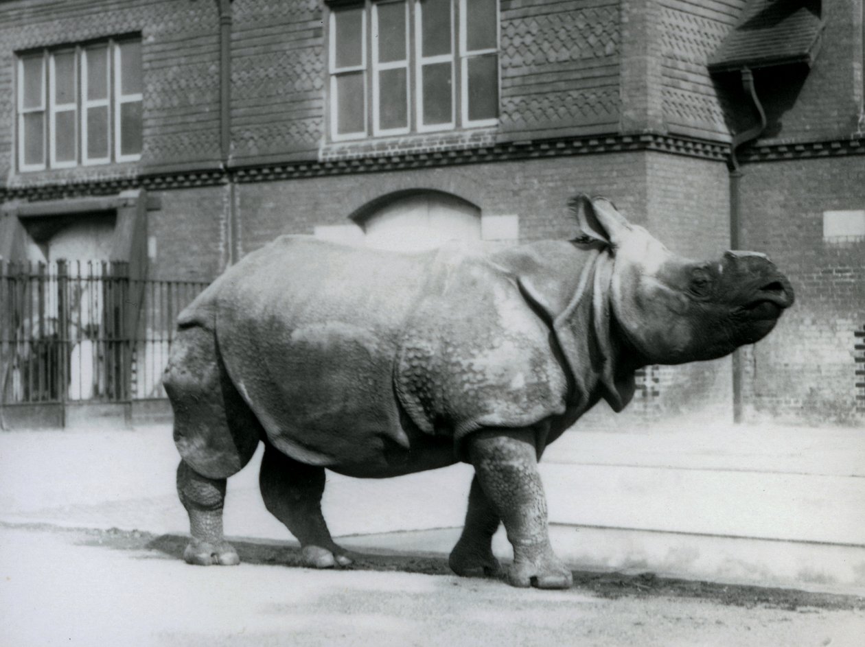 Ein Indisches Nashorn im Londoner Zoo, 1927 von Frederick William Bond