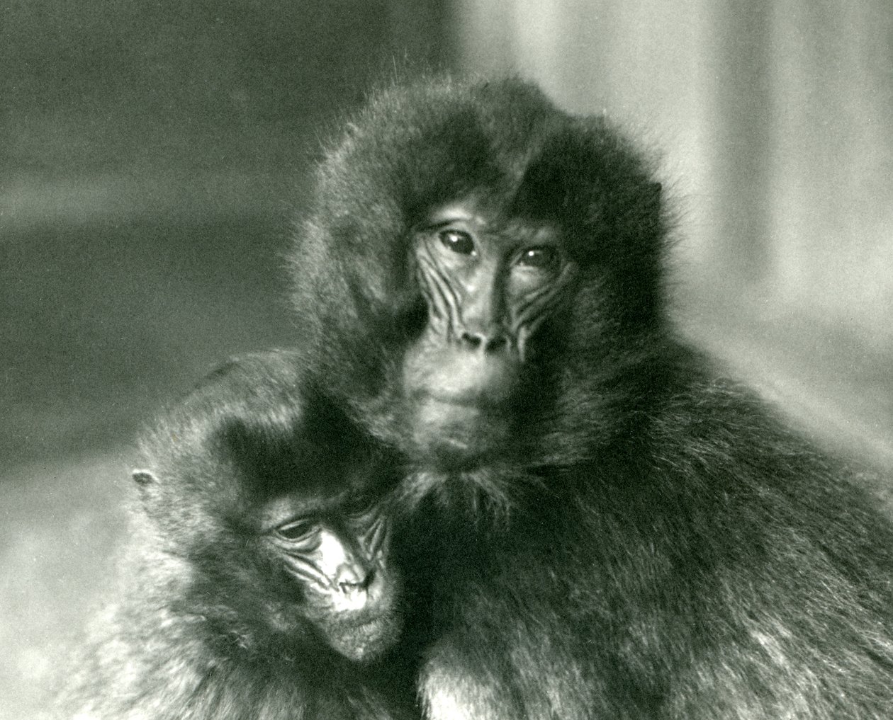 Ein erwachsener und ein junger Dschelada im London Zoo, Januar 1925 von Frederick William Bond