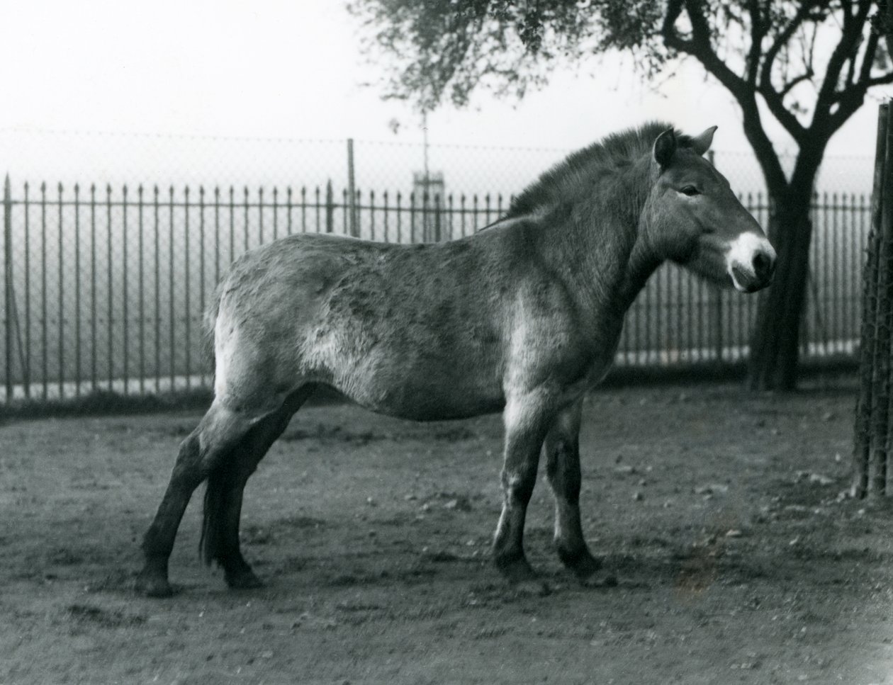 Ein gefährdetes Przewalski-Wildpferd steht in seinem Gehege im Londoner Zoo, Oktober 1927 von Frederick William Bond