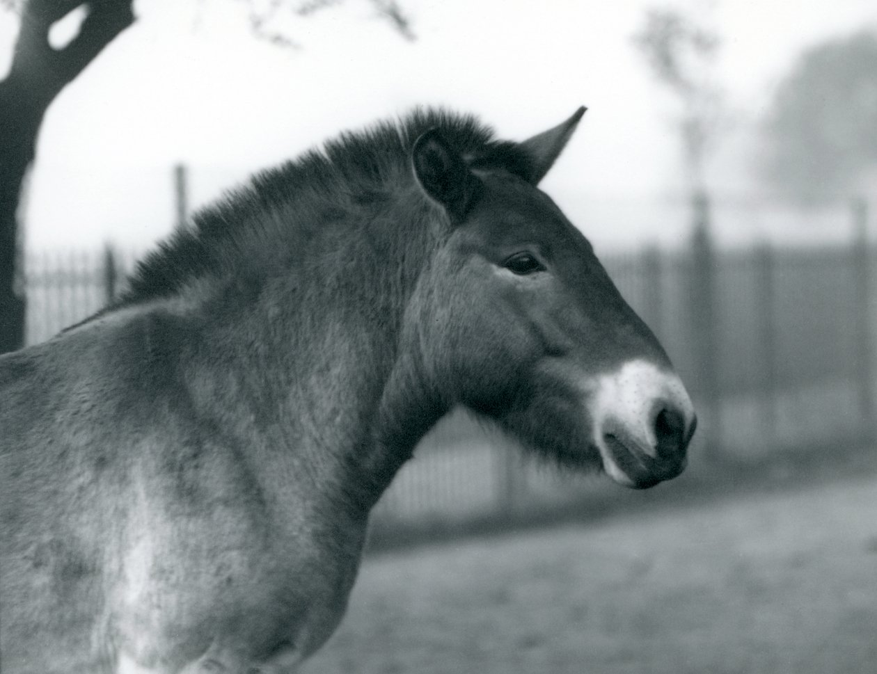 Ein gefährdetes Przewalski-Wildpferd steht in seinem Gehege im Londoner Zoo, Oktober 1927 von Frederick William Bond