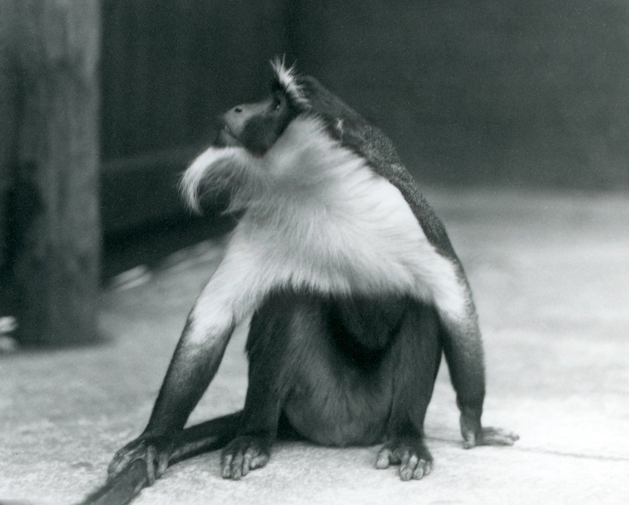 Ein gefährdeter Roloway-Affe sitzt auf dem Boden, schaut nach oben und hält seinen Schwanz, Londoner Zoo, 1927 von Frederick William Bond