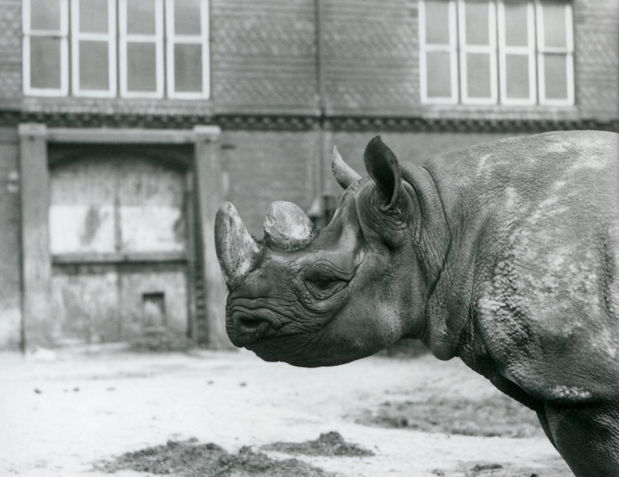 Eliza, ein weibliches Spitzmaulnashorn, Londoner Zoo von Frederick William Bond