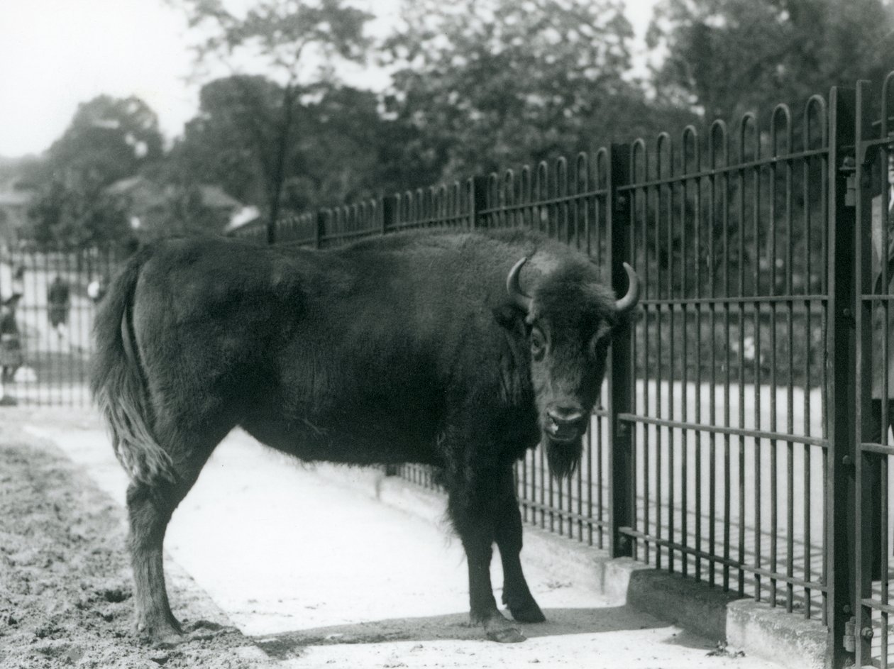 Europäischer Bison Georgina an den Gittern ihres Geheges, Londoner Zoo, 12. August 1926 von Frederick William Bond