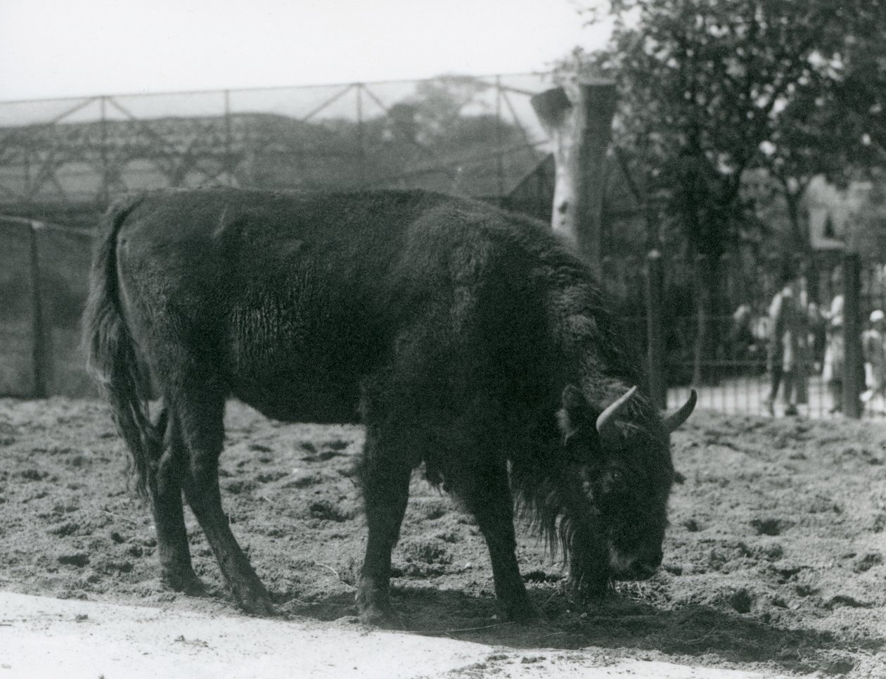 Europäischer Bison Julia frisst Gras in ihrem Gehege, Londoner Zoo, 12. August 1926 von Frederick William Bond