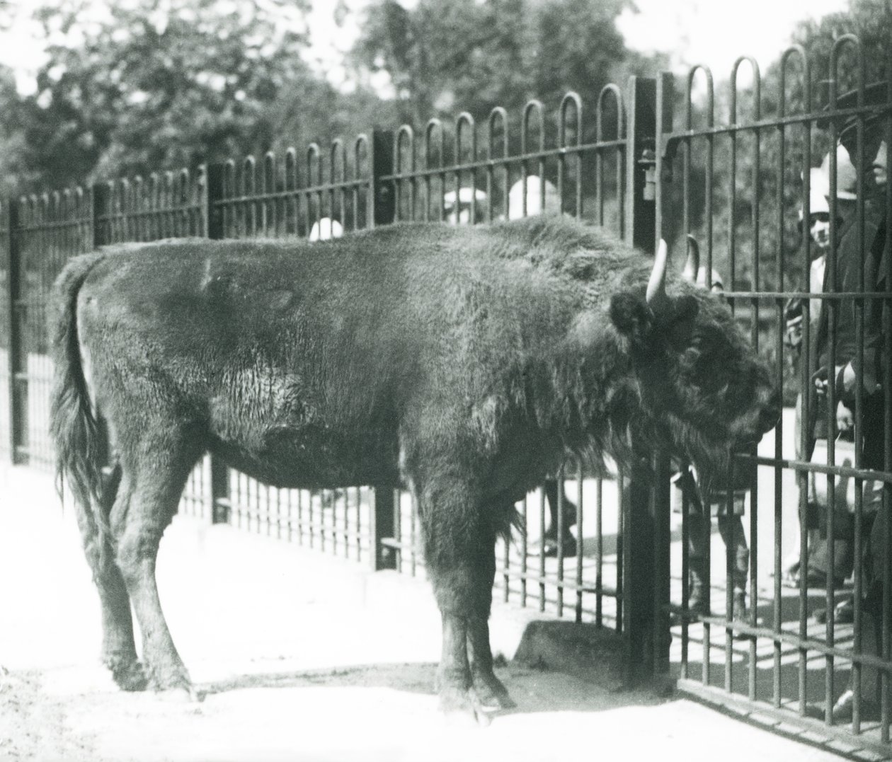 Europäischer Bison 