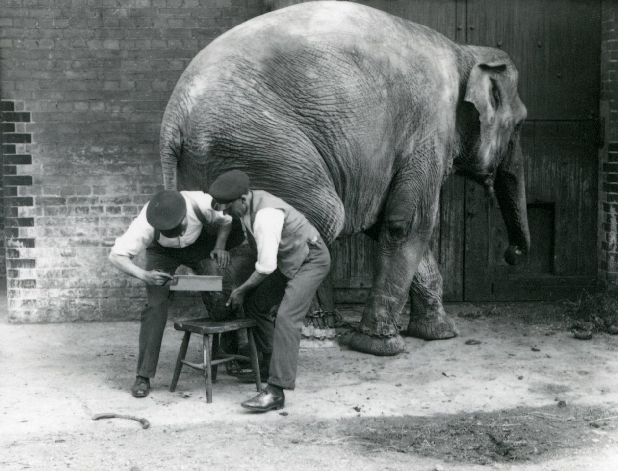 Weiblicher Asiatischer Elefant Sundermalah lässt sich von ihren Wärtern die Füße trimmen, Londoner Zoo, August 1926 von Frederick William Bond