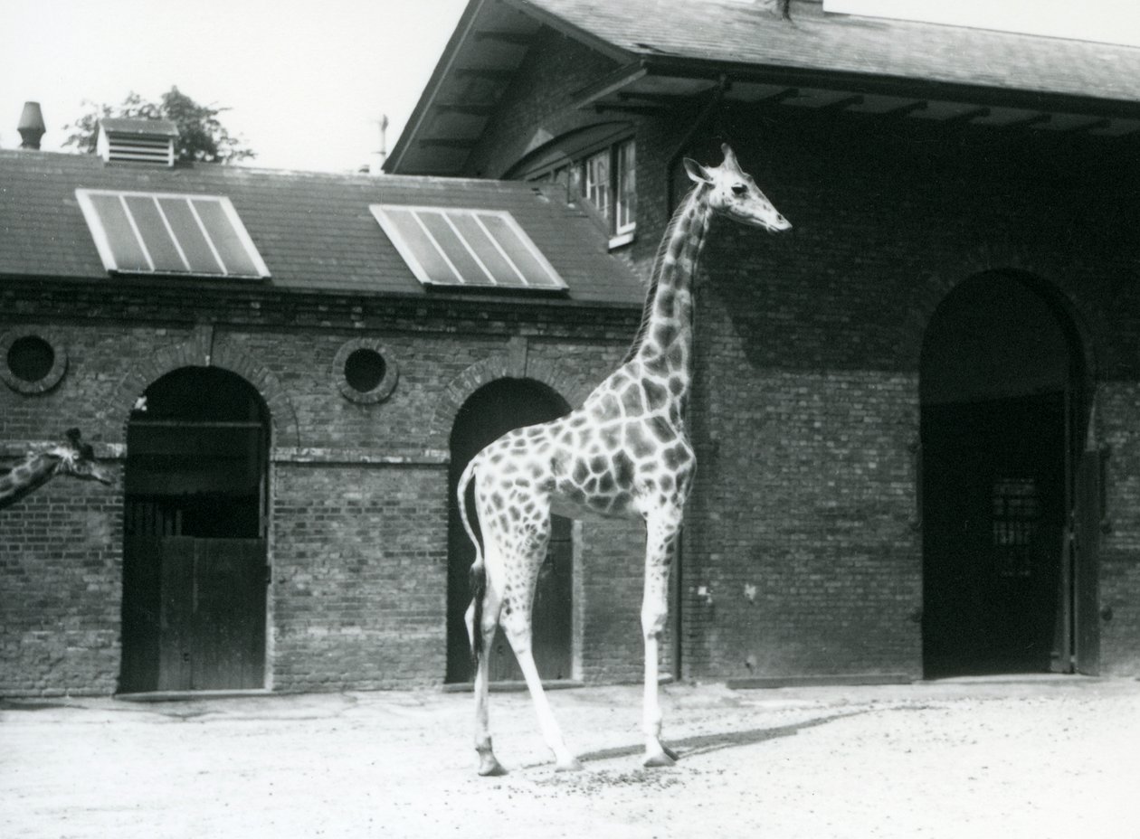 Weibliche Giraffe, Maud, steht im Paddock vor dem Giraffenhaus ...