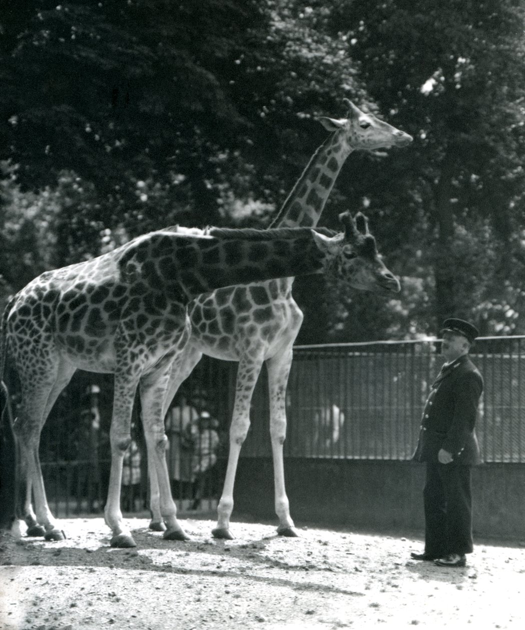 Weibliche Giraffen Maud und Maggie mit Wärter Ernie Professor Bowman, Londoner Zoo, Juli 1924 von Frederick William Bond