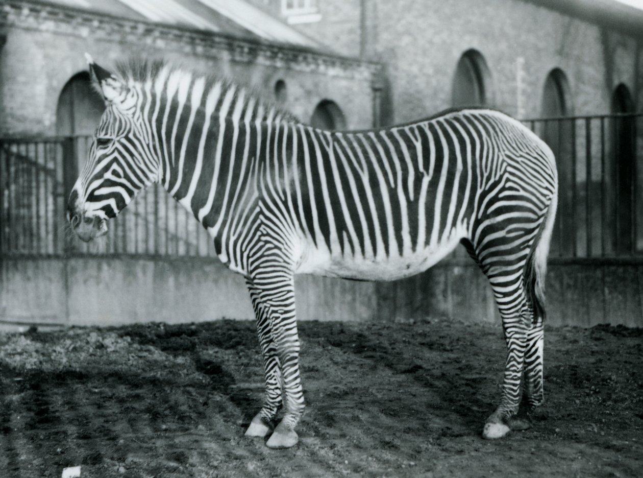 Weibliches Grevy-Zebra, oder Kaiserliches Zebra, Jennie steht in ihrem Gehege im Londoner Zoo, 1927 von Frederick William Bond