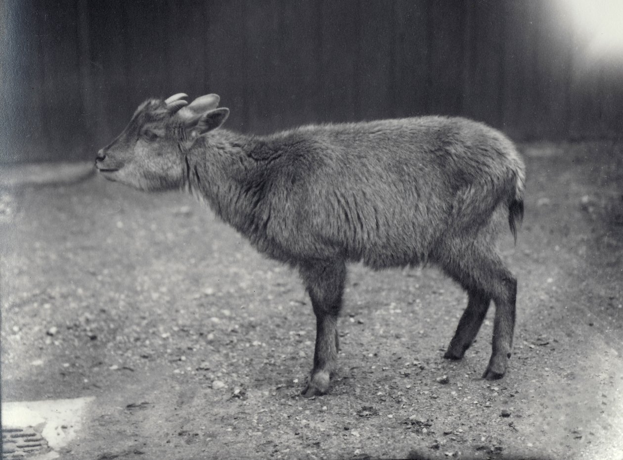 Himalaya-Goral im Londoner Zoo, 1914 von Frederick William Bond
