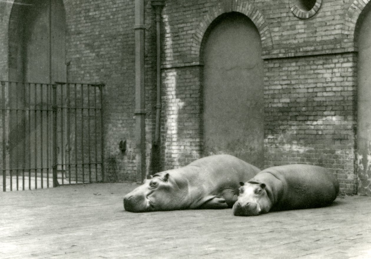 Flusspferde Bobbie und Joan im London Zoo, Juli 1923 von Frederick William Bond