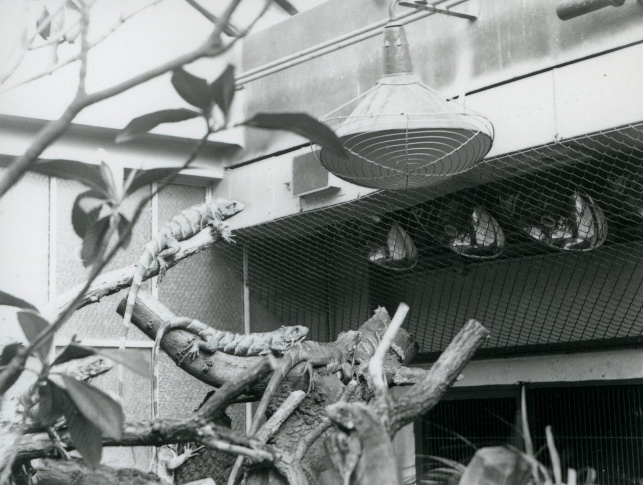 Leguane sonnen sich auf Ästen und genießen das künstliche Sonnenlicht in ihrem Gehege, London Zoo, August 1928 von Frederick William Bond